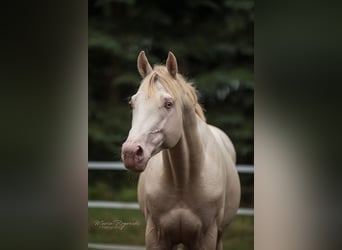 Englisches Vollblut, Hengst, 15 Jahre, 160 cm, Perlino