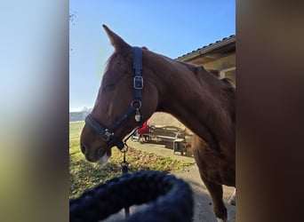 Englisches Vollblut, Hengst, 15 Jahre, 173 cm, Fuchs