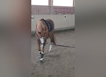 Englisches Vollblut, Hengst, 15 Jahre, 173 cm, Fuchs