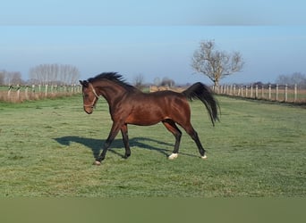 Englisches Vollblut, Hengst, 16 Jahre, 159 cm, Rotbrauner