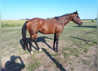 Englisches Vollblut, Hengst, 16 Jahre, 159 cm, Rotbrauner
