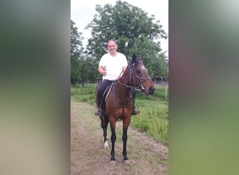 Englisches Vollblut, Hengst, 16 Jahre, 159 cm, Rotbrauner