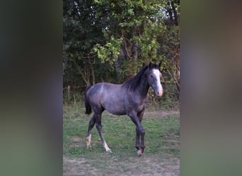 Englisches Vollblut, Hengst, 1 Jahr, 156 cm, Schimmel