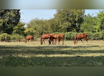 Englisches Vollblut, Hengst, 1 Jahr, Dunkelfuchs