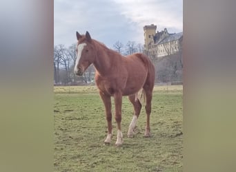 Englisches Vollblut, Hengst, 2 Jahre, 160 cm, Fuchs