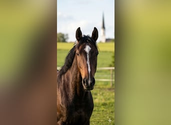 Englisches Vollblut, Hengst, 2 Jahre, 167 cm, Brauner