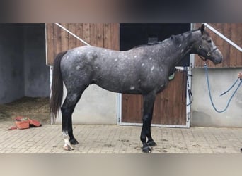 Englisches Vollblut, Hengst, 3 Jahre, 175 cm, Schimmel