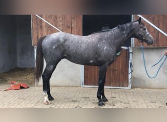 Englisches Vollblut, Hengst, 3 Jahre, 175 cm, Schimmel