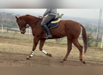 Englisches Vollblut, Hengst, 4 Jahre, 168 cm, Dunkelfuchs