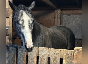 Englisches Vollblut, Hengst, 5 Jahre, 175 cm, Schimmel