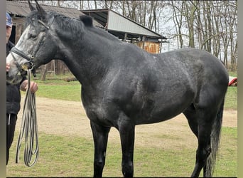 Englisches Vollblut, Hengst, 5 Jahre, 175 cm, Schimmel