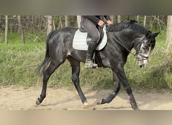 Englisches Vollblut, Hengst, 5 Jahre, 175 cm, Schimmel