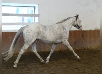 Englisches Vollblut, Hengst, 6 Jahre, 158 cm, White
