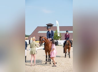 Englisches Vollblut, Hengst, 6 Jahre, 163 cm, Rotbrauner