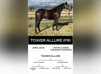 Englisches Vollblut, Hengst, 6 Jahre