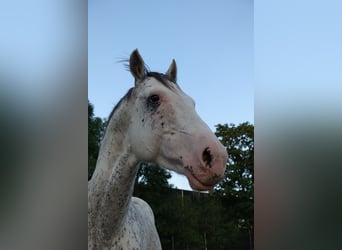 Englisches Vollblut, Hengst, 7 Jahre, 160 cm, Buckskin