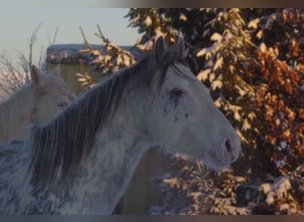 Englisches Vollblut, Hengst, 7 Jahre, 160 cm, Buckskin