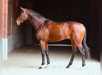 Englisches Vollblut, Hengst, 8 Jahre, 167 cm, Brauner