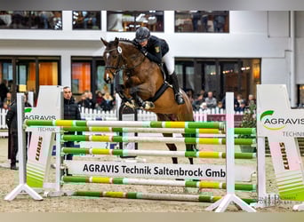 Englisches Vollblut, Hengst, 9 Jahre, 169 cm, Brauner