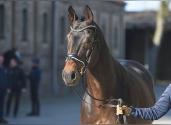 Englisches Vollblut, Hengst, 10 Jahre, 172 cm, Dunkelbrauner