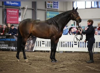 Englisches Vollblut, Hengst, 10 Jahre, 172 cm, Dunkelbrauner