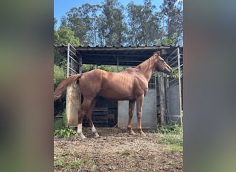 Englisches Vollblut, Hengst, 10 Jahre, 170 cm, Dunkelfuchs