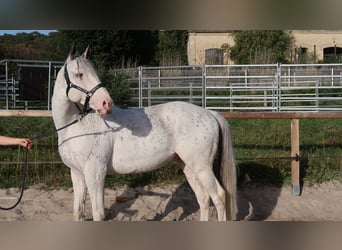 Englisches Vollblut, Hengst, 12 Jahre, 164 cm, Falbe