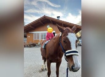 Englisches Vollblut, Stute, 10 Jahre, 160 cm, Fuchs