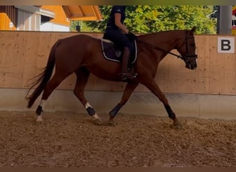 Englisches Vollblut, Stute, 10 Jahre, 160 cm, Fuchs