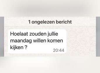 Englisches Vollblut, Stute, 10 Jahre, 161 cm, Dunkelbrauner