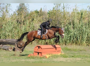 Englisches Vollblut, Stute, 10 Jahre, 164 cm, Dunkelbrauner