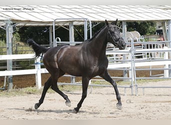 Englisches Vollblut, Stute, 10 Jahre, 164 cm, Rappe