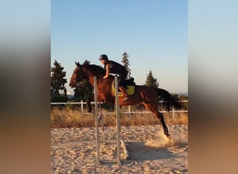 Englisches Vollblut, Stute, 10 Jahre, 165 cm, Brauner