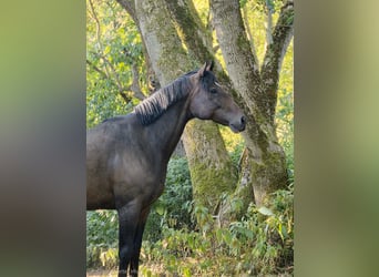 Englisches Vollblut, Stute, 10 Jahre, 165 cm, Schwarzbrauner
