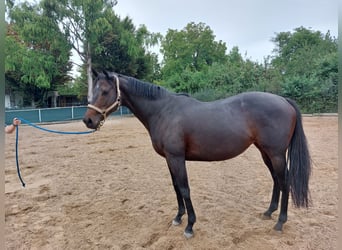 Englisches Vollblut, Stute, 10 Jahre