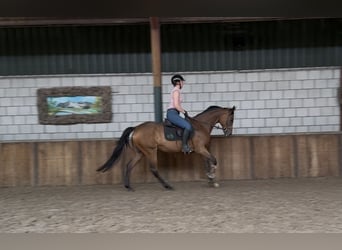 Englisches Vollblut, Stute, 11 Jahre, 162 cm, Brauner