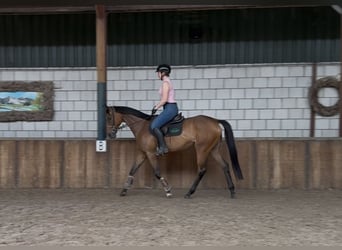 Englisches Vollblut, Stute, 11 Jahre, 162 cm, Brauner