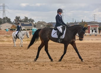 Englisches Vollblut, Stute, 11 Jahre, 163 cm, Rotbrauner