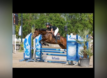 Englisches Vollblut, Stute, 11 Jahre, 164 cm, Rotbrauner