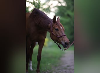 Englisches Vollblut, Stute, 11 Jahre, 165 cm, Fuchs