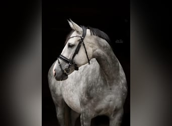 Englisches Vollblut, Stute, 11 Jahre, 165 cm, Schimmel