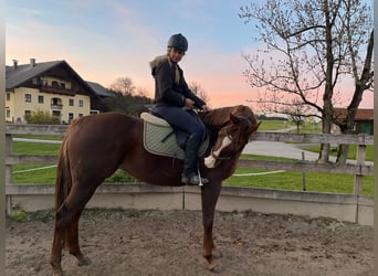 Englisches Vollblut, Stute, 11 Jahre, 167 cm, Dunkelfuchs