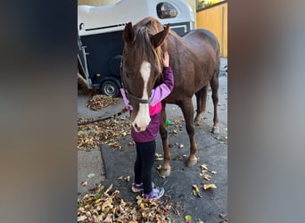 Englisches Vollblut, Stute, 11 Jahre, 167 cm, Dunkelfuchs