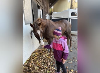 Englisches Vollblut, Stute, 11 Jahre, 167 cm, Dunkelfuchs
