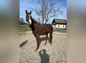 Englisches Vollblut, Stute, 11 Jahre, 167 cm, Dunkelfuchs