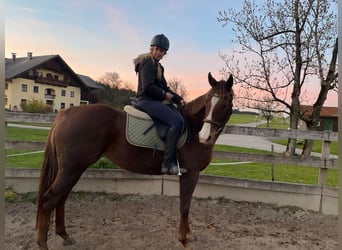 Englisches Vollblut, Stute, 11 Jahre, 167 cm, Dunkelfuchs