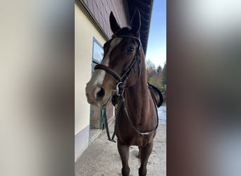 Englisches Vollblut, Stute, 11 Jahre, 167 cm, Dunkelfuchs