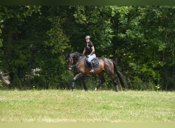 Englisches Vollblut, Stute, 11 Jahre, 168 cm, Brauner