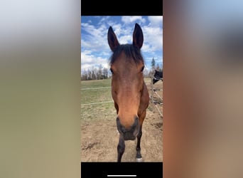 Englisches Vollblut, Stute, 12 Jahre, 154 cm, Brauner