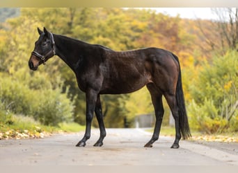 Englisches Vollblut, Stute, 12 Jahre, 157 cm, Dunkelbrauner